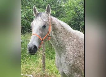 Shagya Arabian, Mare, 15 years, 15,1 hh, Grey-Fleabitten