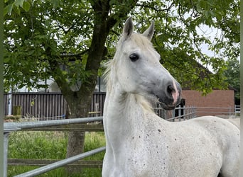 Shagya Arabian, Mare, 16 years, 15.2 hh, Gray