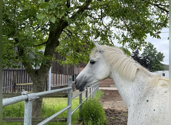 Shagya Arabian, Mare, 16 years, 15.2 hh, Gray