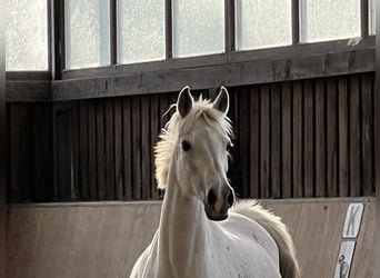 Shagya Arabian, Mare, 16 years, 15.2 hh, Gray