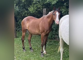 Shagya Arabian, Mare, 19 years, 14,2 hh, Brown