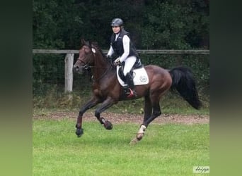 Shagya Arabian, Mare, 1 year, 15,1 hh, Can be white