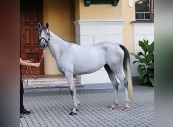 Shagya Arabian, Mare, 1 year, 15,1 hh, Can be white