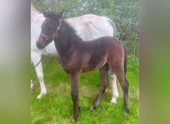 Shagya Arabian, Mare, 1 year, 15,1 hh, Can be white