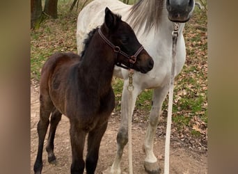 Shagya Arabian, Mare, 1 year, 15,1 hh, Can be white