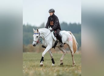 Shagya Arabian, Mare, 1 year, 15,1 hh, Can be white