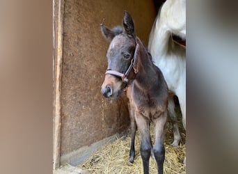 Shagya Arabian, Mare, 1 year, 15,1 hh, Can be white