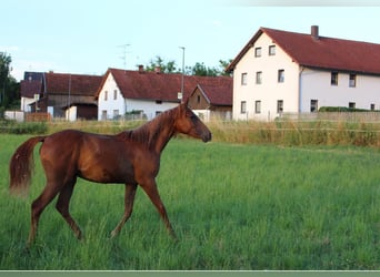 Shagya Arabian, Mare, 1 year, 15.2 hh, Chestnut