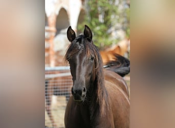 Shagya Arabian, Mare, 1 year, 15 hh, Bay-Dark