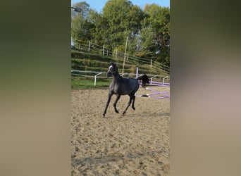 Shagya Arabian, Mare, 1 year, 15,1 hh, Grey