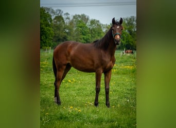 Shagya Arabian, Mare, 1 year, 15,2 hh, Brown
