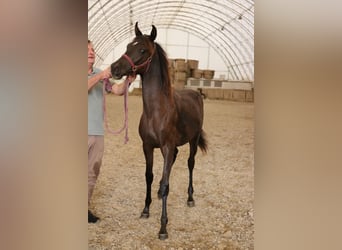 Shagya Arabian, Mare, 1 year, Black