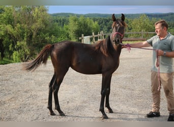 Shagya Arabian, Mare, 1 year, Black