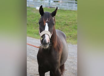 Shagya Arabian, Mare, 1 year, Gray