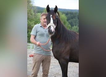 Shagya Arabian, Mare, 1 year, Gray