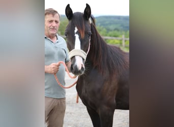 Shagya Arabian, Mare, 1 year, Gray