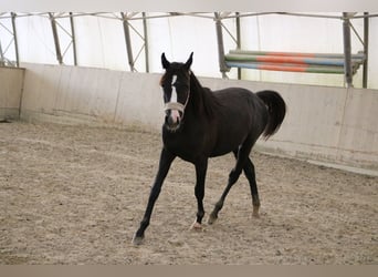 Shagya Arabian, Mare, 1 year, Gray