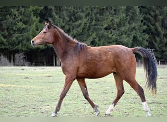 Shagya Arabian, Mare, 2 years, 15.1 hh, Bay