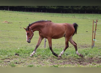 Shagya Arabian, Mare, 2 years, 15.1 hh, Brown