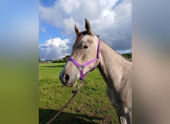 Shagya Arabian, Mare, 2 years, 15 hh, Grey-Red-Tan