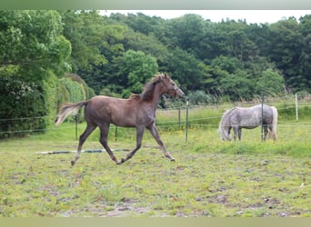 Shagya Arabian, Mare, 2 years, 15 hh, Grey-Red-Tan
