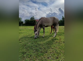 Shagya Arabian, Mare, 2 years, 15 hh, Grey-Red-Tan
