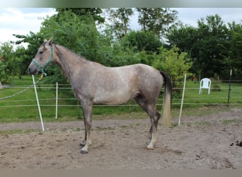 Shagya Arabian, Mare, 2 years, 15 hh, Grey-Red-Tan