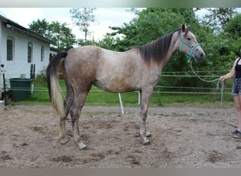 Shagya Arabian, Mare, 2 years, 15 hh, Grey-Red-Tan