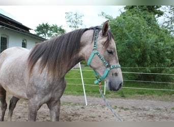 Shagya Arabian, Mare, 2 years, 15 hh, Grey-Red-Tan