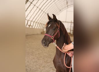 Shagya Arabian, Mare, 2 years, Black