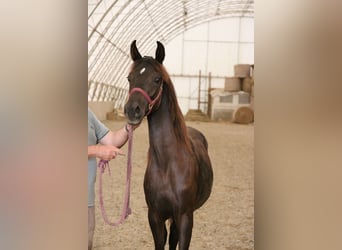 Shagya Arabian, Mare, 2 years, Black