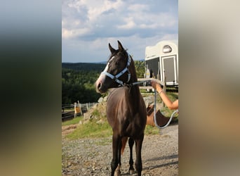 Shagya Arabian, Mare, 2 years, Gray