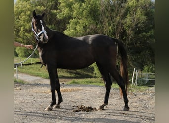 Shagya Arabian, Mare, 2 years, Grey
