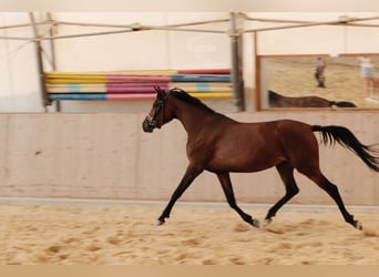 Shagya Arabian, Mare, 3 years, 15.1 hh, Brown