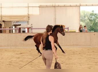 Shagya Arabian, Mare, 3 years, 15.1 hh, Brown
