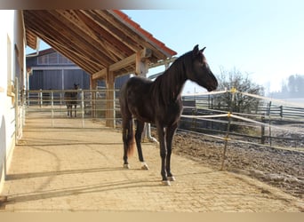 Shagya Arabian, Mare, 3 years, 15,2 hh, Black