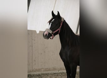 Shagya Arabian, Mare, 3 years, Grey