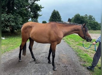 Shagya Arabian, Mare, 4 years, 14,1 hh, Brown-Light