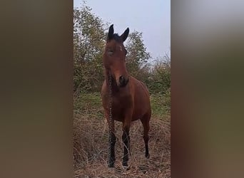 Shagya Arabian, Mare, 4 years, 15,1 hh, Brown