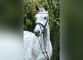Shagya Arabian, Mare, 5 years, 14.3 hh, Gray