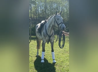 Shagya Arabian, Mare, 5 years, 14,3 hh, Gray