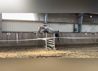 Shagya Arabian, Mare, 5 years, 14,3 hh, Gray