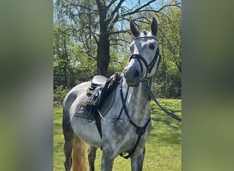 Shagya Arabian, Mare, 5 years, 14,3 hh, Gray