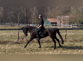 Shagya Arabian, Mare, 5 years, 15.1 hh, Black