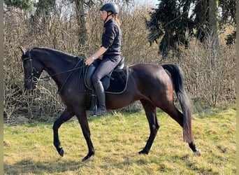 Shagya Arabian, Mare, 5 years, 15.1 hh, Black