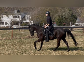 Shagya Arabian, Mare, 5 years, 15.1 hh, Black