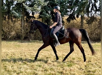 Shagya Arabian, Mare, 5 years, 15.1 hh, Black