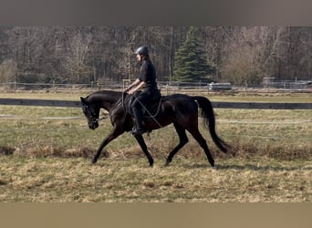 Shagya Arabian, Mare, 5 years, 15.1 hh, Black