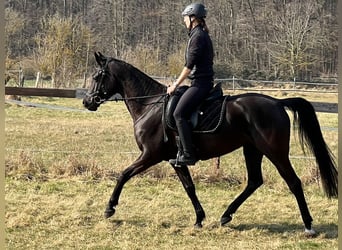 Shagya Arabian, Mare, 5 years, 15.1 hh, Black
