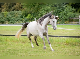 Shagya Arabian, Mare, 5 years, 15,2 hh, Grey